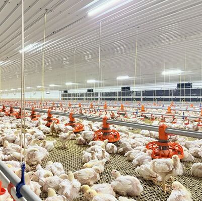 Floor Farming System Broiler Chicken House Poultry Feeders And Drinkers Farm Equipment