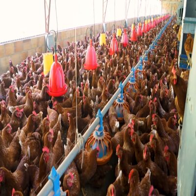 Automatic Poultry Drinking System with Hygienic Closed Design, Durable Corrosion-Resistant Materials, and Water-Saving Technology
