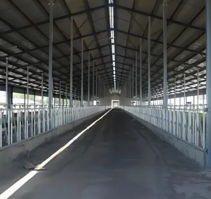 Hot-DIP Galvanized Steel Frame Dairy Barn with Customizable Span 12-30m and 20-Year Design Life