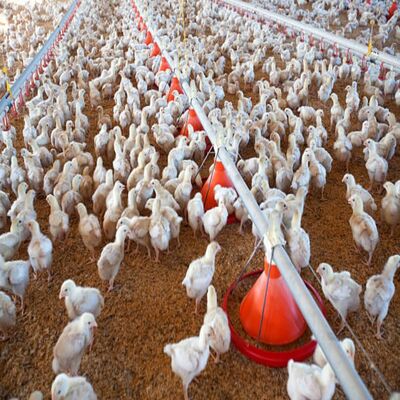 Smart Poultry Care System with Automatic Feeding System and Real-Time Monitoring for Efficient Management