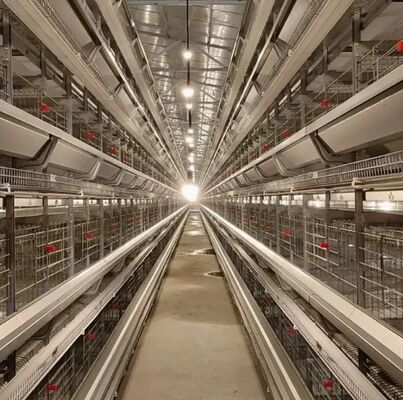 Galvanized Light Steel Frames Broiler Chicken House with Low Maintenance Required and Modular/Panelized Installation Poultry Farming Equipment