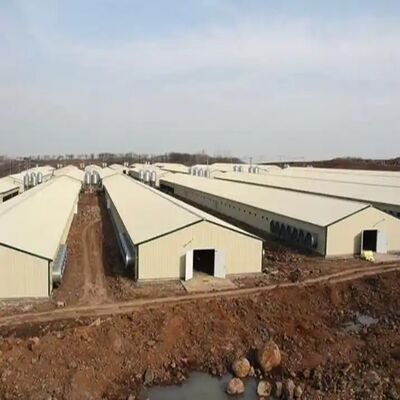 Poultry Farming Equipment Intelligent Feeding System with Low Maintenance and High Efficiency