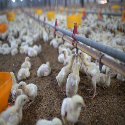 Corrosion Resistant High Efficiency Modular Poultry Ventilation System for Energy Saving Farm Ventilation