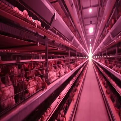 Automatic Poultry House with Integrated Feeding System, High-Strength Steel Structure, and Intelligent Environmental Control