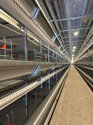 Modern Automatic Broiler Chicken Farming Equipment with Automated Feeding, Climate Control, and Modular Design for Poultry Broiler Cage