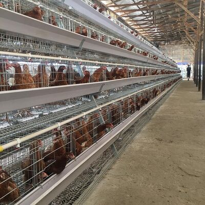 Automatic Galvanized Steel Chicken Poultry Battery Cage with Manure Removal and Customizable Finishes