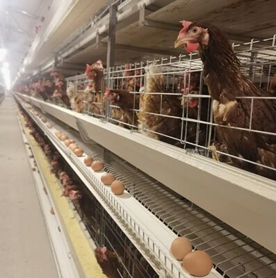 Large Scale 10000 Birds Hot Dip Galvanized Poultry Chicken Cage with Automated Feeding System