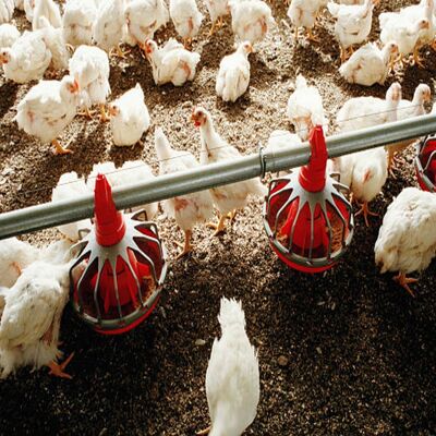 Heavy Duty Corrosion Resistant Poultry Feeding Kit with Galvanized Steel Construction