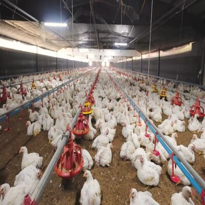 Fast Deployment High-Strength Steel Poultry House with Modular Assembly for Automatic Chicken Farming