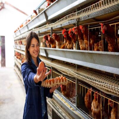 Efficient Modular Poultry Farm Construction with Galvanized Steel Long-lasting Fast Assembly