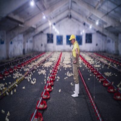 Labor-Saving Integrated Poultry House with Automated Feeding System, Forced Ventilation, and High Energy Efficiency