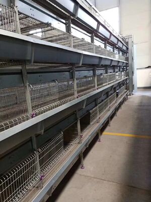 Automatic Broiler Cage with Detachable Structure, Adjustable Supporting Frame, and Hot-Dip Galvanized Steel for Poultry Farming