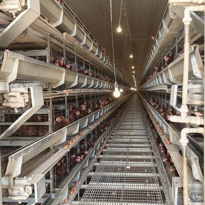Hot-dip Galvanized Automatic Feeding Corrosion Resistant Poultry Cage for Layer Chicken Farming