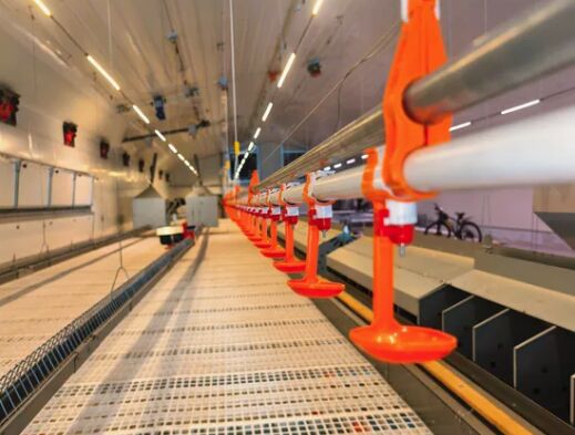 Galvanized Steel Adjustable Height Corrosion Resistant Poultry Feeding System for Broilers