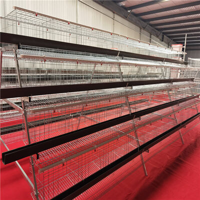 Turnkey Layer Cage Systems with High-Density Efficiency Superior Automation Integration and Optimized Natural Ventilation