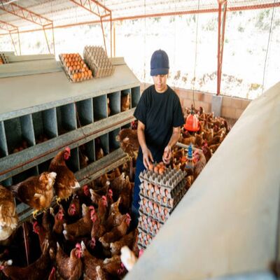Durable Steel Structure Automated Poultry Farm Construction with Integrated Automation and Prefab Design