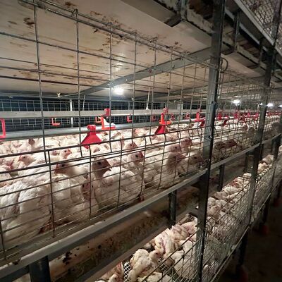 Customizable Weather Resistant Poultry House with Automated Harvest Broiler Equipment for Chicken Farm Building