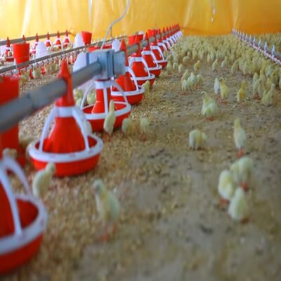 Automatic Poultry Farming Equipment with Durable Construction Easy-Clean Design and Automatic Feeding System