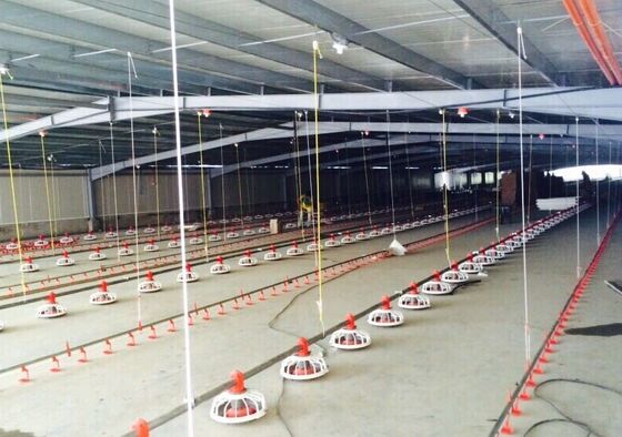 Automatic Poultry Farming Equipment with Durable Construction, Easy-Clean Design and Integrated Feeding System for Large-Scale Farms