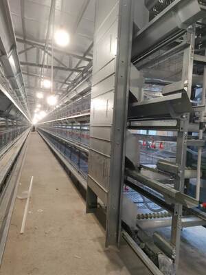 Automated Poultry Farming Equipment with 12,000 Eggs per Hour Collection and Hot-Dip Galvanized Steel Layer Chicken Cage System for Automatic Manure Cleaning