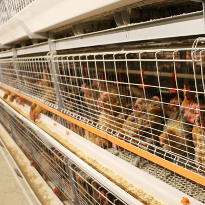 Corrosion Resistant Poultry Farm Equipment with Automatic Egg Collection and Versatile Cage Design