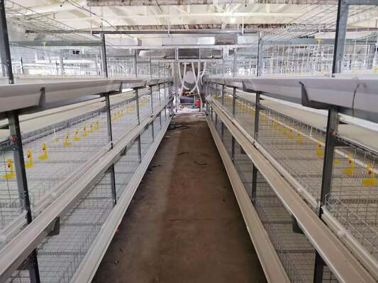 Agrieso Full Automatic Hot Galvanized 4 Tier Poultry Farm Cage with Manure Removal System