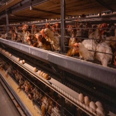 Steel Chicken Coop with Modular Design Energy Saving System and Galvanized Steel Frame