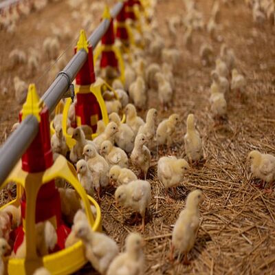 High Efficiency Easy Setup Poultry Farming Equipment with Hot Dip Galvanized Steel Automatic Poultry Cage System