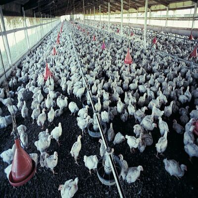 Corrosion-Resistant Energy-Efficient Poultry Farm Climate Control Fan with Automated Control