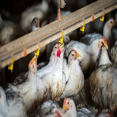 Hot-Dip Galvanized Steel Poultry Farming Equipment with Automatic Feeding and 4 Tiers Chicken Farm Cage System