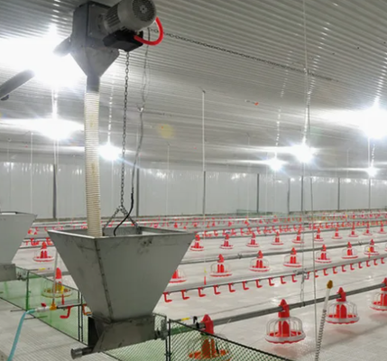 Economical Prefabricated Steel Structure Broiler Equipment with Automatic Feeding System and Corrosion Resistant Design
