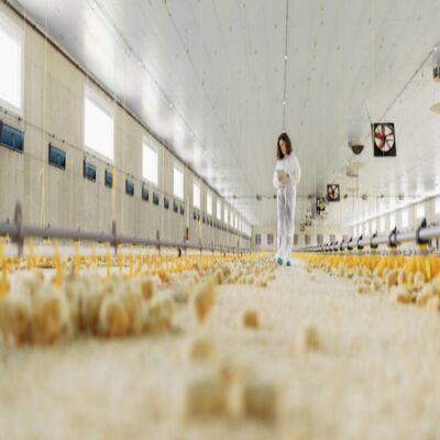 High Energy Efficiency Automatic Broiler Poultry Equipment with Galvanized Silo and Prefabricated Structure
