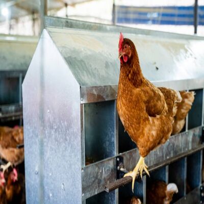 Automated Poultry House Equipment with Climate Control System Heavy Duty Galvanized Chicken Raising Systems for High Energy Efficiency