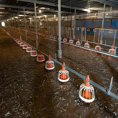Full Set Poultry Farm Machinery with Hot-Dip Galvanized Steel Automated Pan Feeding and Nipple Drinking Lines for Chicken House Equipment