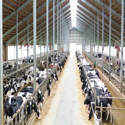 Hot-Dip Galvanized Steel Cattle Shed with Natural Ventilation and Customizable Design for Dairy and Beef Cattle