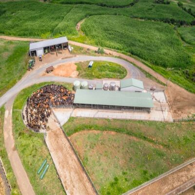 Open-Sided Steel Frame Cattle Shed with Natural Ventilation and Galvanized Surface Coat for Large Scale Cow Farms