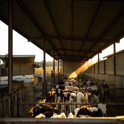 Hot-dip Galvanized Steel Cattle Shed with Clear-Span Design and Anti-Condensation Roof for Dairy and Beef Cattle