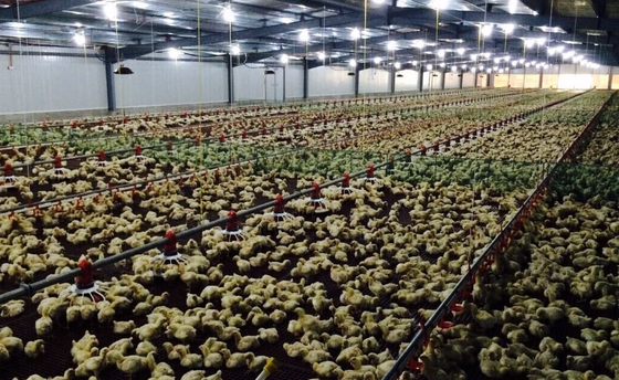 Commercial Broiler Rearing Equipment with Automatic Feeding Line Intelligent Climate Control and Hot-Dip Galvanized Steel