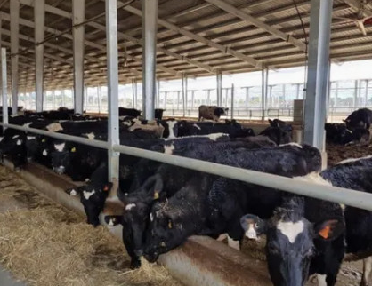 Hot-Dip Galvanized Steel Cattle Shed with Clear Span Design and Anti-Condensation Roof for Dairy & Beef Cattle