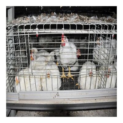 Corrosion Resistant Broiler Cage System with Automatic Feeding for High Density Poultry Farm Equipment