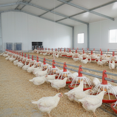Hot-Dip Galvanized Poultry House Feeding Equipment with Low Failure Rate and Long Service Life for Automatic Feed Distribution
