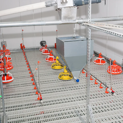 Custom Automated Poultry Equipment with Hot-Dip Galvanized Steel Anti-Spillage Design and Nipple Drinkers
