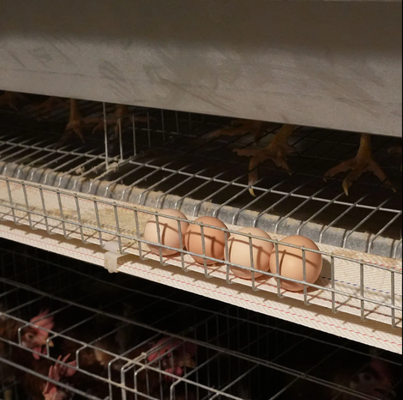 Hot-dip Galvanized Steel Chicken House with V-shaped Corrugated Plate Bottom and Pre-installed Plumbing System for Efficient Poultry Farming