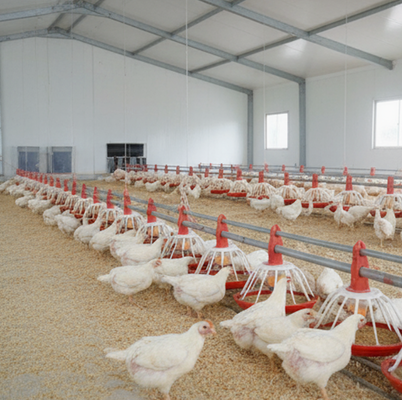Hot-dip Galvanized Automatic Broiler Farming Equipment with Feeding and Ventilation Systems
