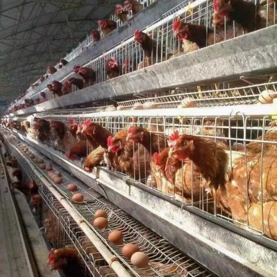 Automatic Poultry Farming Equipment with Nipple Drinkers 48VDC Dimmable Lighting and Galvanized Steel Frame