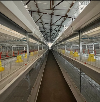 Automatic Poultry Feeding System for Smart Farming - Labor-Saving and Customizable Chicken Feeding Equipment
