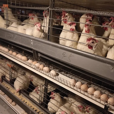 Corrosion Resistant Poultry Equipment with Adjustable Ventilation System for Automatic Feeding and Egg Collection