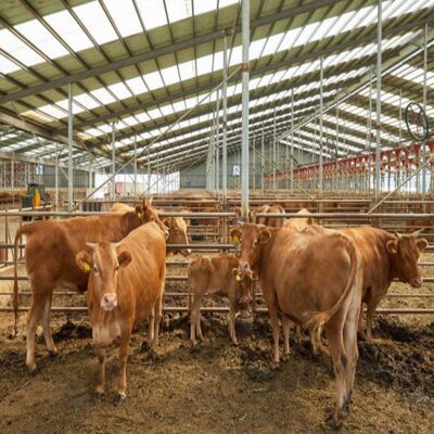 Weather-resistant Open-Side Cattle Shed with Bolt-Together Assembly and Customizable Dimensions