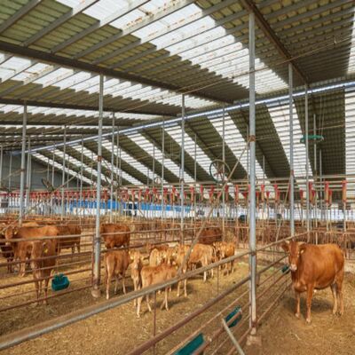 Heavy-Duty Steel Frame Beef Cattle Feedlot Shed with Natural Ventilation and Galvanized Coating
