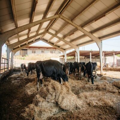 Pre-Engineered Steel Freestall Dairy Barns with High-Tensile Structural Steel and Automated Watering System